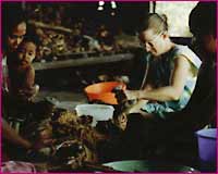 pounding taro